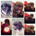 <ได้บ้านแล้ว>Chocky.. ลูกปอมสีช็อค เพศเมีย หน้าตาน่ารัก 