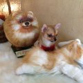 ลูกชิวาวาพันธุ์จิ๋ว มีใบเพดฯรับรอง จาก Puppymelo Farm