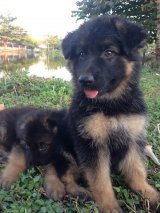ขายลูกสุนัขเยอรมัน เซพเพอร์ด ผู้ 3 เมีย 1 ขนยาว (ขายเเล้วครับ)