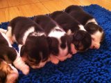 เปิดจองลูกบีเกิ้ล 3 สี เชียงใหม่เจ้า