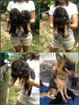 ขายลูกสุนัขอัลเซเชี่ยน