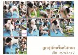 ขายลูกสุนัขแจ็ครัสเซลน่ารักๆค่ะ