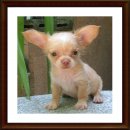 (ปิดการขาย)ชิวาวาขนยาวเพศผู้น้องหมูยอสีสวยไซร์เล็กจิ๋วน่ารักมากๆจ้า