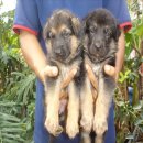 เปิด !!จองลูกอัลเซเชี่ยนน่ารักๆบ้านเลี้ยงเอง 