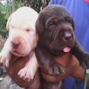 เปิดจอง!!!น้องหมาลาบราดอร์โครงสร้างใหญ่ สีช๊อค สีฟางข้าว