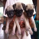 ขายลูกปั๊กแท้ ตัวอ้วนๆ หน้าบี้ น่ารักมากๆ เพศเมีย 2 ตัว ผู้ 4 ตัว อายุ 40 กว่าวั...