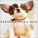 LITTLE DOG'S FARM : ชิวาวาขนยาว สีขาวน้ำตาล ราคาพิเศษ หาบ้านใหม่ค่ะ