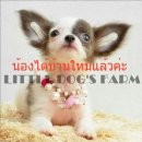 LITTLE DOG'S FARM : น้องได้บ้านใหม่แล้วค่ะ ชิวาวาเพศเมีย ขนยาวสีขาว-เทา