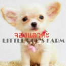 LITTLE DOG'S FARM : จองแล้วค่ะ  ชิวาวาเพศเมีย มีคลิปให้ชมค่ะ