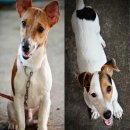 Modern Dog Grooming & Farm เปิดจองลูกแจ็ค รัสเซลล์ เทอร์เรีย พันธุ์แท้ เกิด...