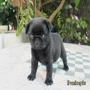 >>>>>>> ลูกปั๊กดำ ลิงเกิ้ลเต็ม สวยๆ อ้วนๆ โครงสร้างดี <&...