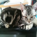 American short hair เพศผู้ อยู่ขอนแก่น