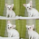 Chihuahuaสีขาวล้วนเพศผู้เกรดสวยขนยาวไซด์เล็กพร้อมย้ายบ้านมีบริการส่ง