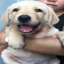 ลาบราดอร์ อ้วนๆ น่ารักทุกตัว มาดูน้องหมาก่อนได้ ทำวัคซีนรวม 1 เข็ม พุทธมณฑลสาย 5...