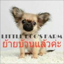 LITTLE DOG'S FARM :ย้ายบ้านแล้วค่ะ สาวน้อยชิวาวาขนยาว สีน้ำตาล ตาโตๆ อัพเดตคลิปล...