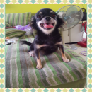 แม่พันธุ์ สีแบล็คแทน  มีใบเพ็ด**ย้ายบ้านแล้วค่ะ**