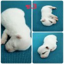 เปิดให้จองลูกแจ๊คน่ารักๆลองเข้ามาชมดูก่อนครับ-ช.3***ปิดการขายครับ***