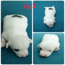 เปิดให้จองลูกแจ๊คน่ารักๆลองเข้ามาชมดูก่อนครับ-ญ.1***ปิดการขายครับ***