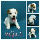 ลูกแจ๊คแสนซนน่ารักมาแล้วครับ หญิง.1***ปิดการขายครับ***