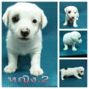 ลูกแจ๊คแสนซน น่ารักมาแล้วครับ หญิง.2***ปิดการขายครับ***