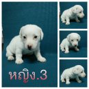 ลูกแจ๊คแสนซนน่ารักมาแล้วครับ หญิง.3***ปิดการขายครับ***