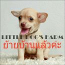 LITTLE DOG'S FARM : ย้ายบ้านแล้วค่ะ!! สาวน้อยชิวาวาขนสั้น สีน้ำตาลอ่อน จมูกสีชมพ...