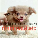 LITTLE DOG'S FARM : ย้ายบ้านแล้วค่ะ!! ชิวาวาขนยาว สีน้ำตาลแดง(ชอคโกแลตอ่อน) หน้า...