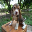 ขายลูกบีเกิ้ล เพศเมีย 1ตัว สีช็อกโกแลต(ไซส์13นิ้วแท้ๆ) น่ารักๆพร้อมย้ายบ้านค่ะ