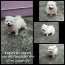 ปอมเพศผู้ฟอร์มเลี้ยงเล่นพร้อมฉีดวัคซีนราคาเพียง 6500 จ๊ะ