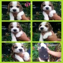 ขายน้องหมาบีเกิ้ลแท้3สี มาร์คสวยเป๊ะ ร่าเริง อ้วนจ้ำม่ำ น่ารัก แข็งแรง ปลอดโรค ผ...