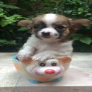 ลูกสุนัขชิวาวา