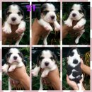เปิดจองน้องบีเกิ้ลแท้2สี กะ3สี มาร์คสวย น่ารัก ฉลาด ร่าเริง แข็งแรง ปลอดโรค ผู้7...