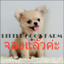 LITTLE DOG'S FARM : จองแล้วค่ะ สาวน้อยชิวาวาขนยาว สีน้ำตาลอ่อน น่ารักๆจ้า