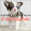 LITTLE DOG'S FARM :ย้ายบ้านแล้วค่ะ หนุ่มน้อยชิวาวาขนยาว สีแฟนซีขาว-น้ำตาล  มีคลิ...