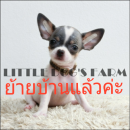 LITTLE DOG'S FARM : ย้ายบ้านแล้วค่ะ สาวน้อยชิวาวา ขนสั้นสีแฟนซีขาว-เทา อัพเดตคลิ...