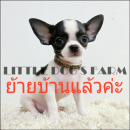 LITTLE DOG'S FARM :ย้ายบ้านแล้วค่ะ ชิวาวาขนสั้น ตัวเล็กๆ สีแฟนซีขาว-ดำ น่ารักแบ๊...