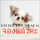 LITTLE DOG'S FARM : จองแล้วค่ะ ชิวาวาขนยาว สีแฟนซีขาว-น้ำตาล หน้าสั้นกุ๊ด ตาโตแบ...