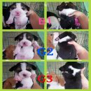 เปิดจองน้องบีเกิ้ลน้อย น่ารักเวอร์ มาร์คสวยเป๊ะ อ้วนจ้ำม่ำ แข็งแรง ปลอดโรค ผู้1เ...