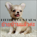 LITTLE DOG'S FARM : ย้ายบ้านแล้วค่ะ ชิวาวาขนยาว เพศผู้ น่ารักๆ วัคซีน2เข็ม มีคลิ...