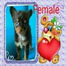 Chihuahua Female ชิวาวา สาว สีช็อคโกแลต chocolate Colour ..