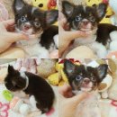 Chihuahua sale ใต้หวันแท้เพศผู้ขนยาว สีช็อคแทนขาว