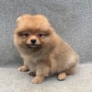 (ติดจองแล้วค่ะ)ปอมเมอเรเนียนแท้ หน้าหมี เพศเมียไซร์เล็ก