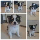 ขายชิวาวาขนยาว ผู้2ตัว เมีย1ตัว อายุ2เดือน น่ารักมว้าก...กะลังซน