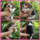 ขายน้องบีเกิ้ลน้อย3สี น่ารักเวอร์ มาร์คสวยๆ ฉลาด ร่าเริง แข็งแรง ปลอดโรค เพศผู้3...