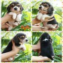 ขายน้องบีเกิ้ลน้อย3สี พร้อมย้ายบ้านได้เลยค่ะ น่ารักเวอร์ มาร์คสวยๆ ฉลาด ขี้อ้อน...