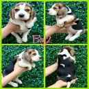 ขายน้องบีเกิ้ลน้อย3สี น่ารักเวอร์ มาร์คสวยเป๊ะ ฉลาด ขี้อ้อน ร่าเริง แข็งแรง ปลอด...