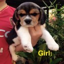 น้องบีเกิ้ล เพศเมีย 2 ตัว น่ารัก ร่าเริง สุขภาพดี วัคซีนเข็มแรกให้แล้ว ราคาไม่แพ...