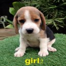 น้องหมาบีเกิ้ล เพศเมีย 2 ตัว สุขภาพแข็งแรง ราคาไม่แพง จัดส่งฟรี
