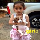 น้องหมาบีเกิ้ล สามสี เพศเมีย น่าตาน่ารัก สุขภาพแข็งแรง ราคาไม่แพง จัดส่งฟรี