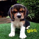น้องหมาบีเกิ้ล สามสี เพศเมีย สุขภาพแข็งแรง น่ารัก ราคาไม่แพง จัดส่งฟร